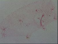 Isohypsibius prosostomus image