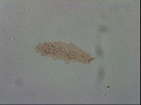 Isohypsibius prosostomus image