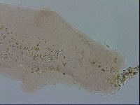 Isohypsibius prosostomus image
