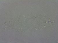 Isohypsibius prosostomus image