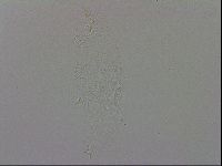 Isohypsibius prosostomus image