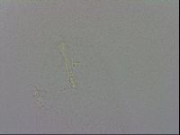 Isohypsibius prosostomus image