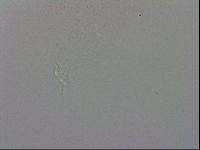 Isohypsibius prosostomus image