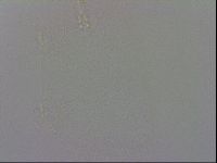 Isohypsibius prosostomus image