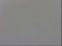 Isohypsibius prosostomus image