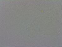 Isohypsibius prosostomus image