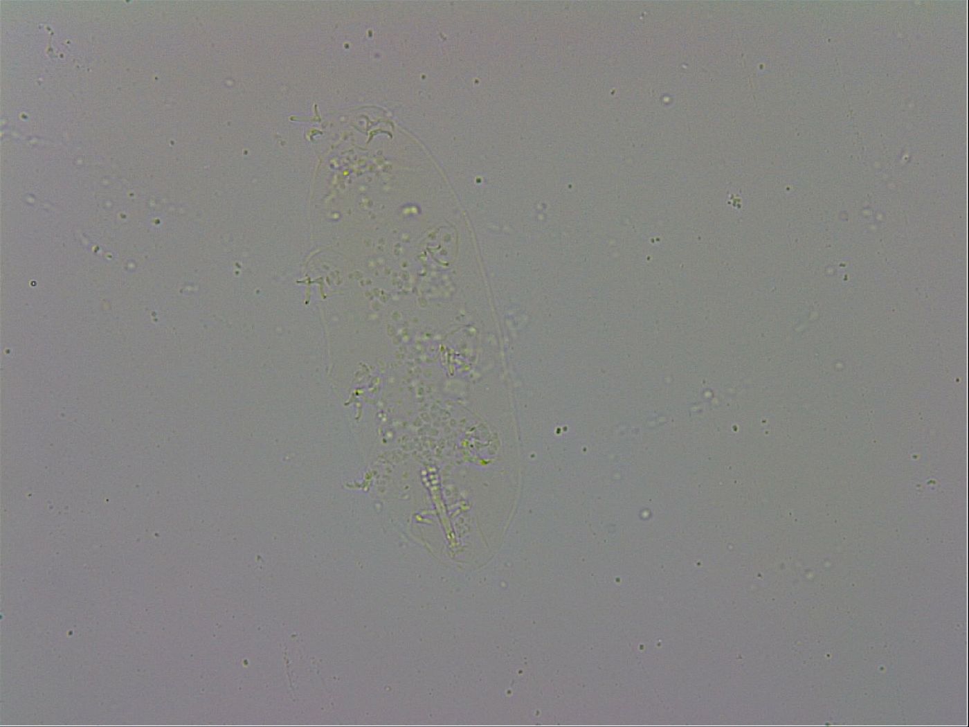 Isohypsibius prosostomus image