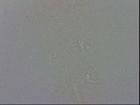 Isohypsibius prosostomus image