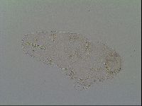 Adropion prorsirostre image