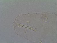 Adropion prorsirostre image