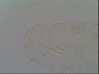 Adropion prorsirostre image