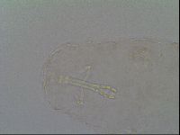 Adropion prorsirostre image