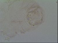 Adropion prorsirostre image