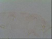 Adropion prorsirostre image
