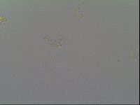 Isohypsibius prosostomus image
