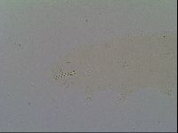 Isohypsibius prosostomus image
