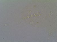 Isohypsibius prosostomus image