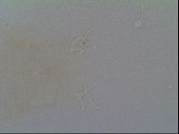 Isohypsibius prosostomus image