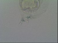 Thulinius saltursus image