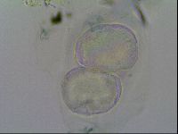 Thulinius saltursus image