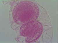 Thulinius saltursus image