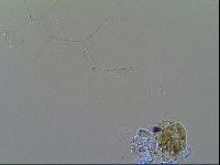 Thulinius saltursus image