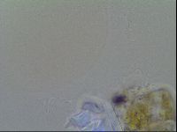 Thulinius saltursus image