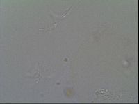 Thulinius saltursus image