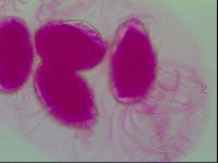 Thulinius saltursus image