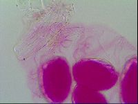 Thulinius saltursus image