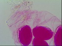 Thulinius saltursus image