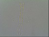 Thulinius saltursus image