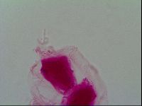 Thulinius saltursus image