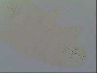 Thulinius saltursus image