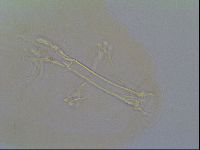 Thulinius saltursus image
