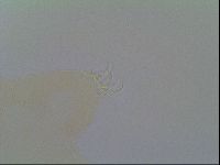 Thulinius saltursus image