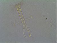 Thulinius saltursus image