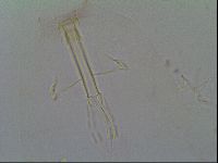 Thulinius saltursus image