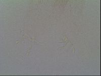 Thulinius saltursus image
