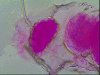 Thulinius saltursus image