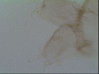 Thulinius saltursus image