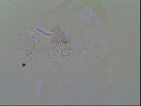 Thulinius saltursus image