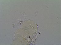 Thulinius saltursus image