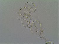 Thulinius saltursus image