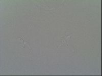 Thulinius saltursus image