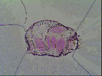 Thulinius saltursus image