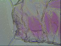 Thulinius saltursus image