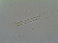 Thulinius saltursus image