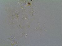 Thulinius saltursus image