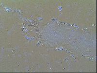 Thulinius saltursus image